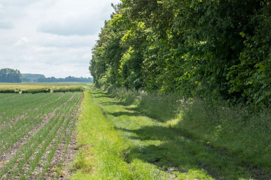 Historischer Verlauf der Via Claudia Augusta südlich von Druisheim, 15,7 km ab Donauwörth